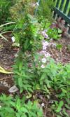 Garden Phlox